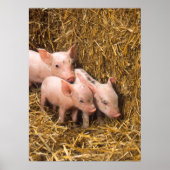 Cute Pigs Poster ポスター (正面)