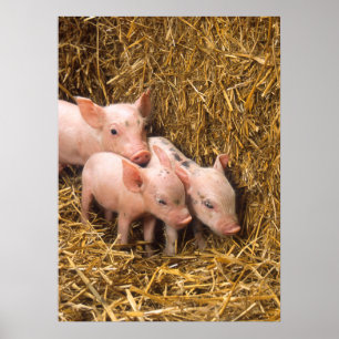 Cute Pigs Poster ポスター