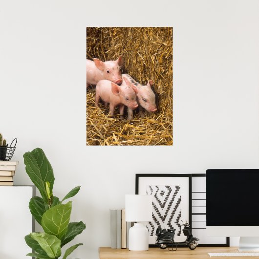 Cute Pigs Poster ポスター (ホームオフィス)