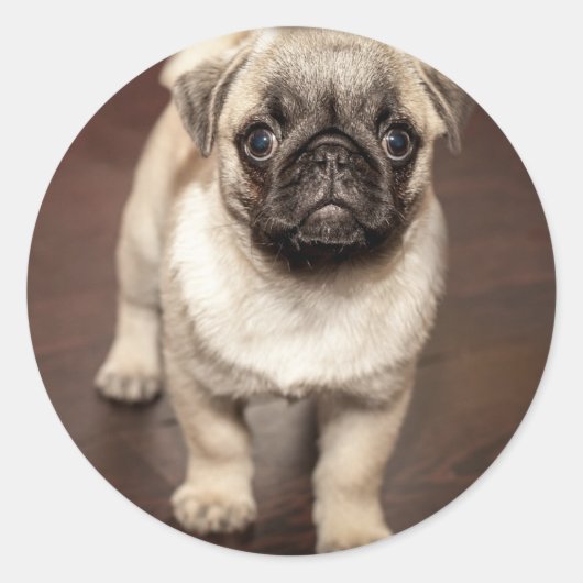 Cute Pug Puppy Photo ラウンドシール (正面)