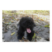 Cute Puppy Alert ポスター (正面)