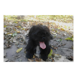 Cute Puppy Alert ポスター