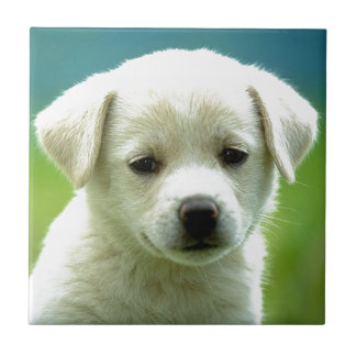 cute-puppy-dog-wallpapers.jpg タイル