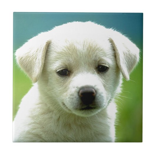 cute-puppy-dog-wallpapers.jpg タイル (正面)