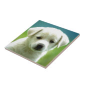 cute-puppy-dog-wallpapers.jpg タイル (側面)