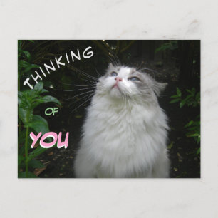 Cute Ragdoll Cat 考え's of YOUポストカード ポストカード