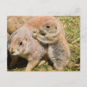 Cute Realistic Groundhog Family Photo ポストカード (正面)