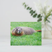 Cute Realistic Groundhog Peeking In Green Grass ポストカード (スタンド正面)