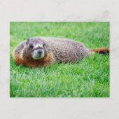Cute Realistic Groundhog Peeking In Green Grass ポストカード (正面)