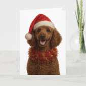 Cute red / brown Poodle Christmas card カード (正面)
