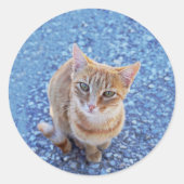 Cute red kitten ラウンドシール (正面)