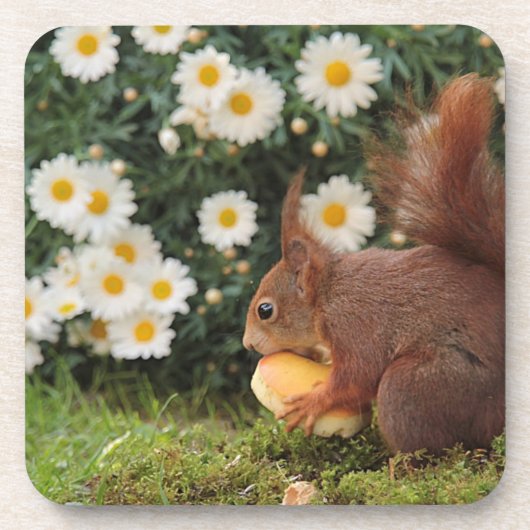 Cute Red Squirrel and Daisies コースター (正面)
