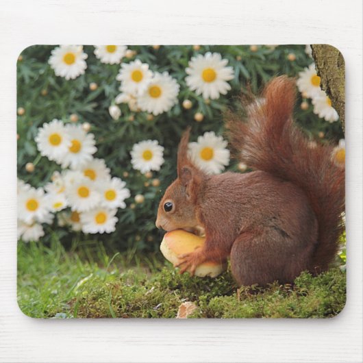 Cute Red Squirrel and Daisies Photo マウスパッド (正面)