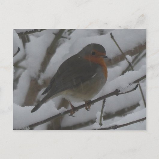 Cute Robin Close Up in Snow DIY Postcard シーズンポストカード (正面)