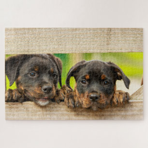 Cute Rottweiler Puppies Dog Animal Nature ジグソーパズル
