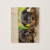 Cute Rottweiler Puppies Dog Animal Nature ジグソーパズル (縦)