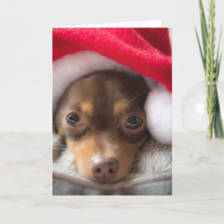 Cute Santa Chihuahua Feliz Navidad Card シーズンカード