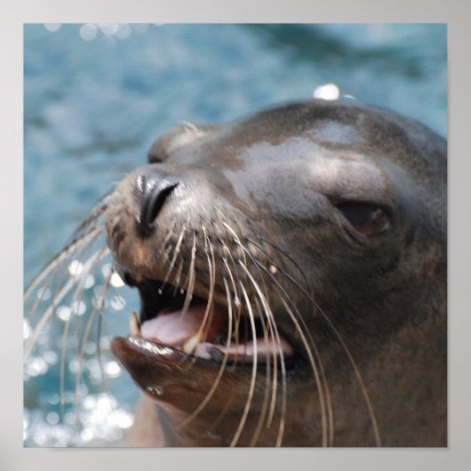 Cute Sea Lion  Poster ポスター (正面)