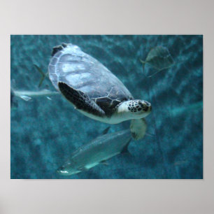 Cute Sea Turtle and  Fish Swimming Poster ポスター