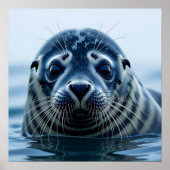 Cute Seal Close up ポスター (正面)