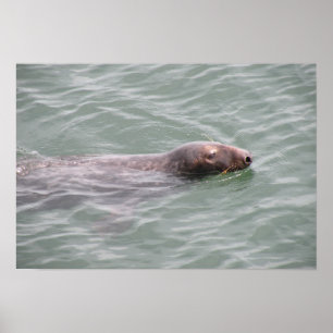Cute Seal Swimming at the Fish Market Poster ポスター