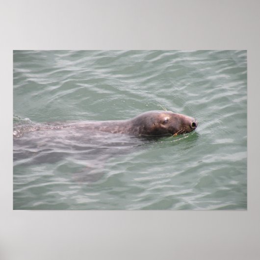 Cute Seal Swimming at the Fish Market Poster ポスター (正面)