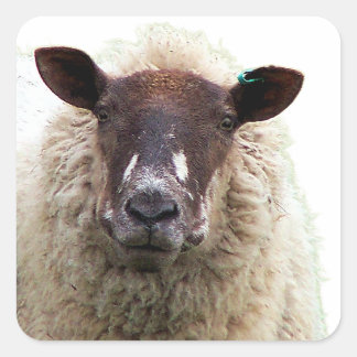 CUTE SHEEP スクエアシール