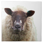 CUTE SHEEP タイル (正面)