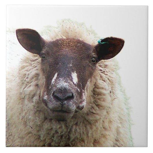 CUTE SHEEP タイル (正面)