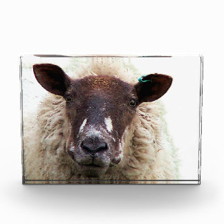 CUTE SHEEP フォトブロック