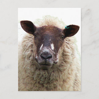 CUTE SHEEP ポストカード