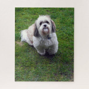 Cute Shih Tzu Fluffy Dog Picture Photo ジグソーパズル