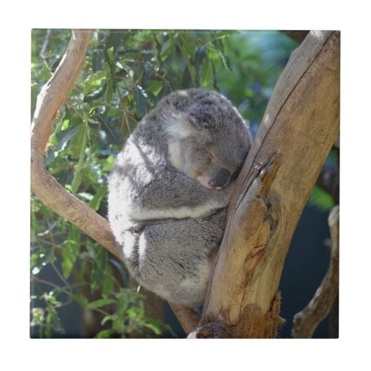Cute Sleeping Koala in Tree タイル (正面)