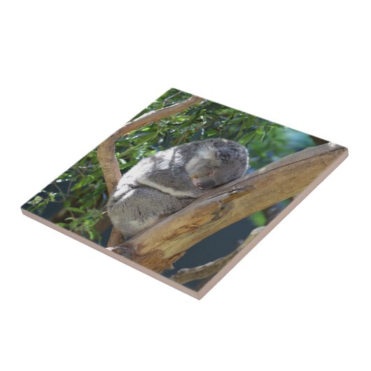 Cute Sleeping Koala in Tree タイル (側面)