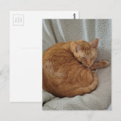 Cute Sleepy Ginger Kitty ポストカード (正面/裏面)