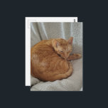 Cute Sleepy Ginger Kitty ポストカード<br><div class="desc">A  ginger kitty sleeps on a blanket in a chair photographed by Angelandspot in the year 2026</div>