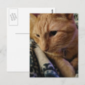 Cute Sleepy Ginger Kitty ポストカード (正面/裏面)