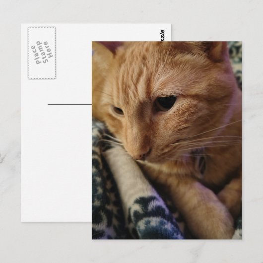 Cute Sleepy Ginger Kitty ポストカード (正面/裏面)