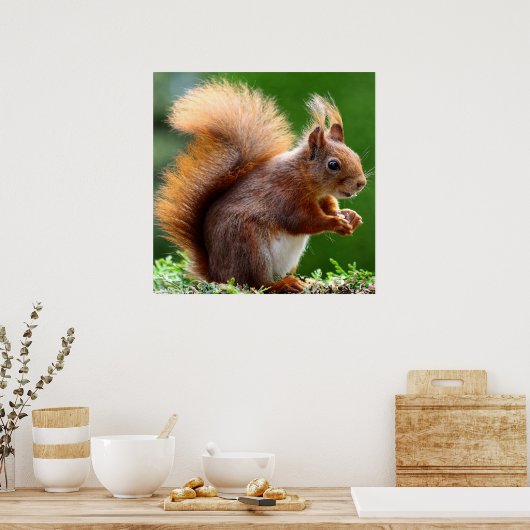 Cute Squirrel on Grass Poster ポスター (キッチン)