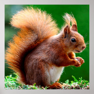 Cute Squirrel on Grass Poster ポスター