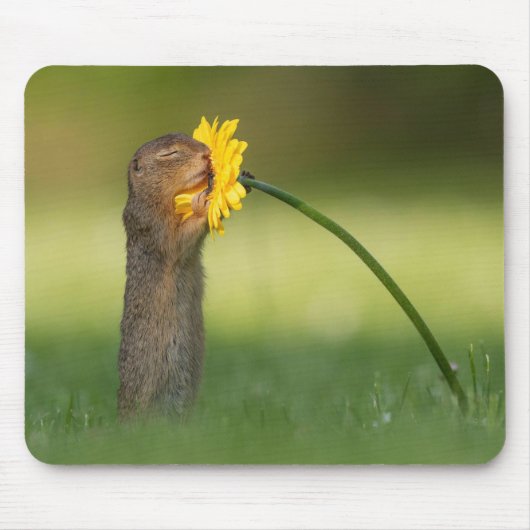 Cute Squirrel Smelling Dandelion Flower マウスパッド (正面)