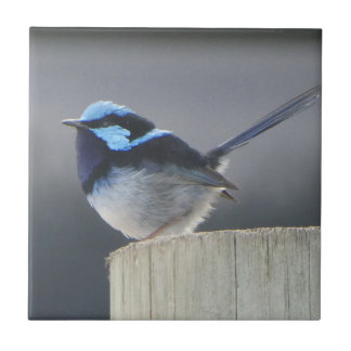Cute Superb Fairywren タイル