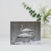 Cute Swans in Winter DIY Postcard シーズンポストカード (スタンド正面)