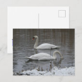 Cute Swans in Winter DIY Postcard シーズンポストカード (正面/裏面)