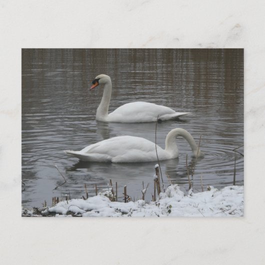 Cute Swans in Winter DIY Postcard シーズンポストカード (正面)
