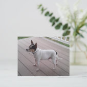 cute toy fox terrier/chihuahua dog postcard ポストカード (スタンド正面)