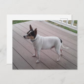 cute toy fox terrier/chihuahua dog postcard ポストカード (正面/裏面)