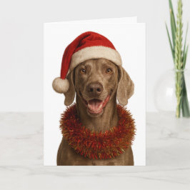 Cute Weimaraner Christmas card カード