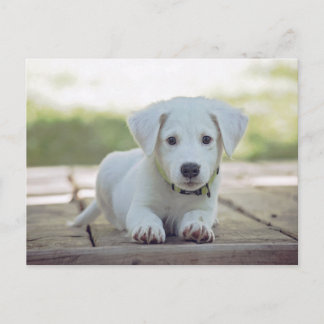 cute white dog puppy ポストカード