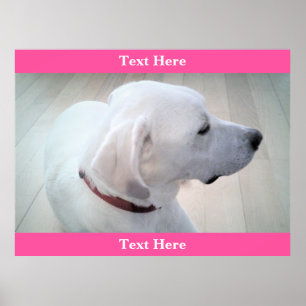 Cute White Labrador Retriever Mix Dog Profile Pink ポスター